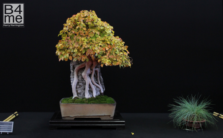 bonsai